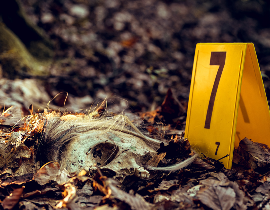 Photo of a human skull with attached hair lying in dead leaves with a yellow evidence marker next to it that shows the number "7"