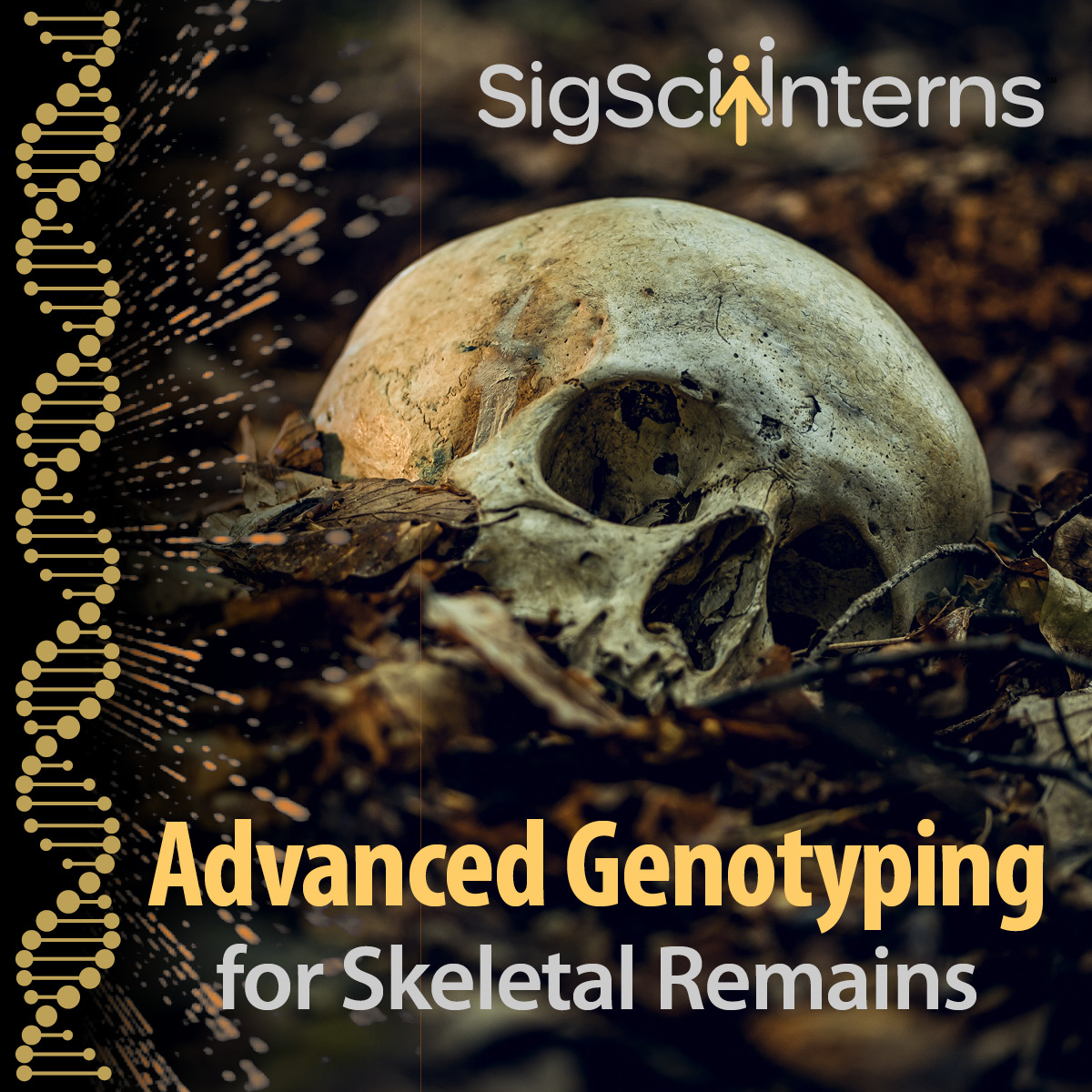 Photo of a human skull sitting in dead leaves. Stylized DNA helix along the left edge. Text reads "Advanced Genotyping for Skeletal Remains; SigSci Interns."